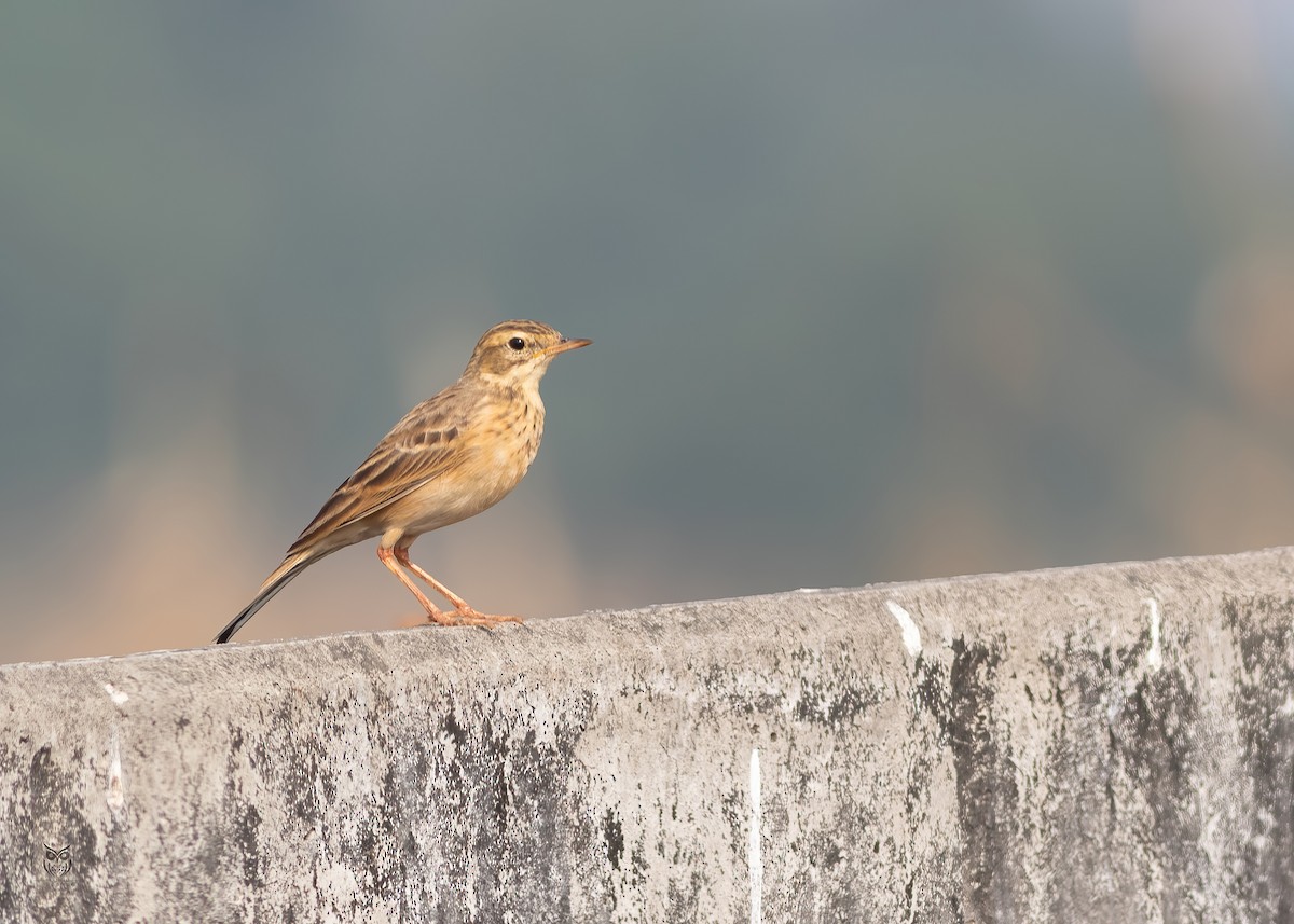 Paddyfield Pipit - ML646501275