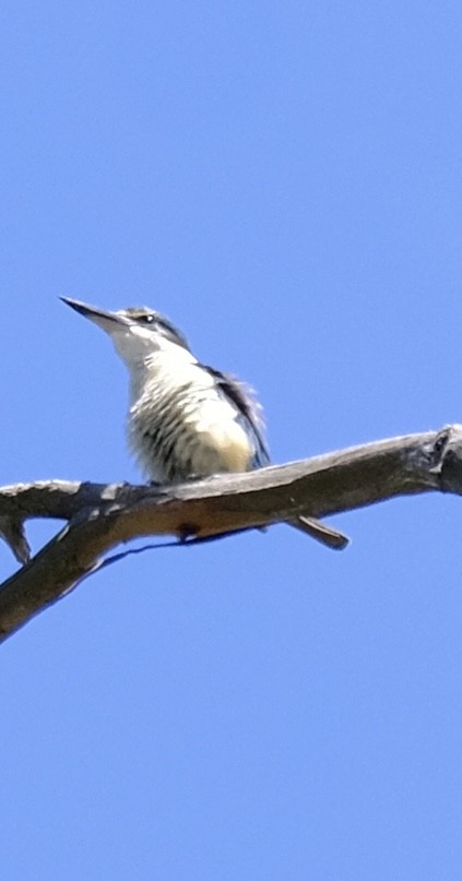 Götzenliest - ML646501276