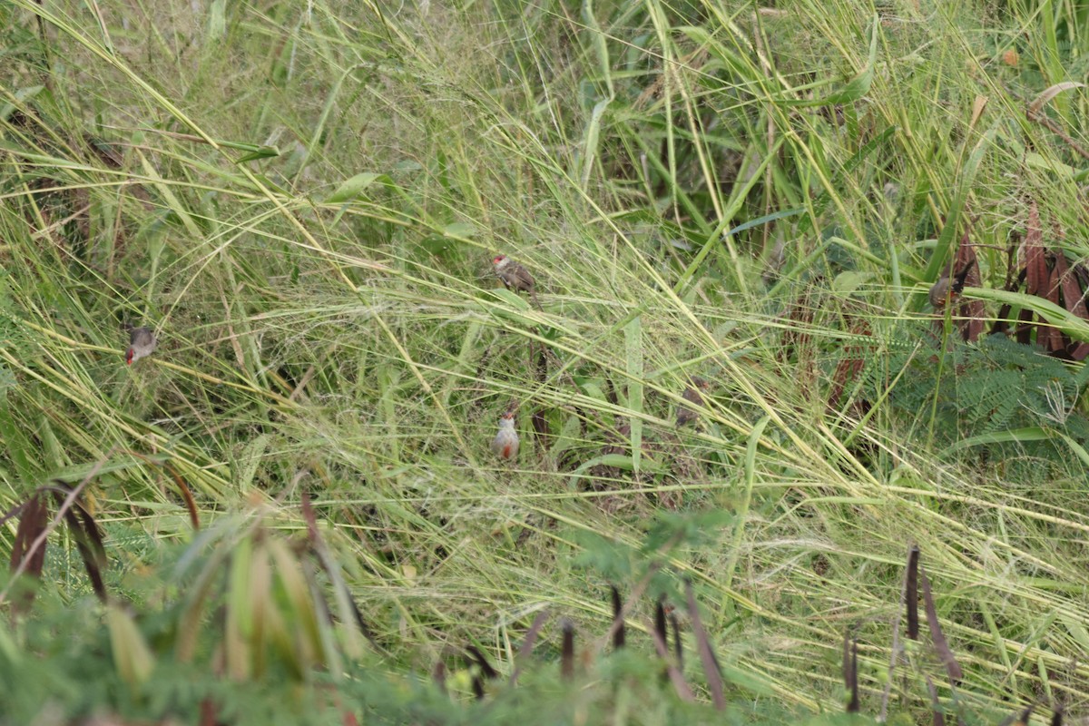 Wellenastrild - ML646501277