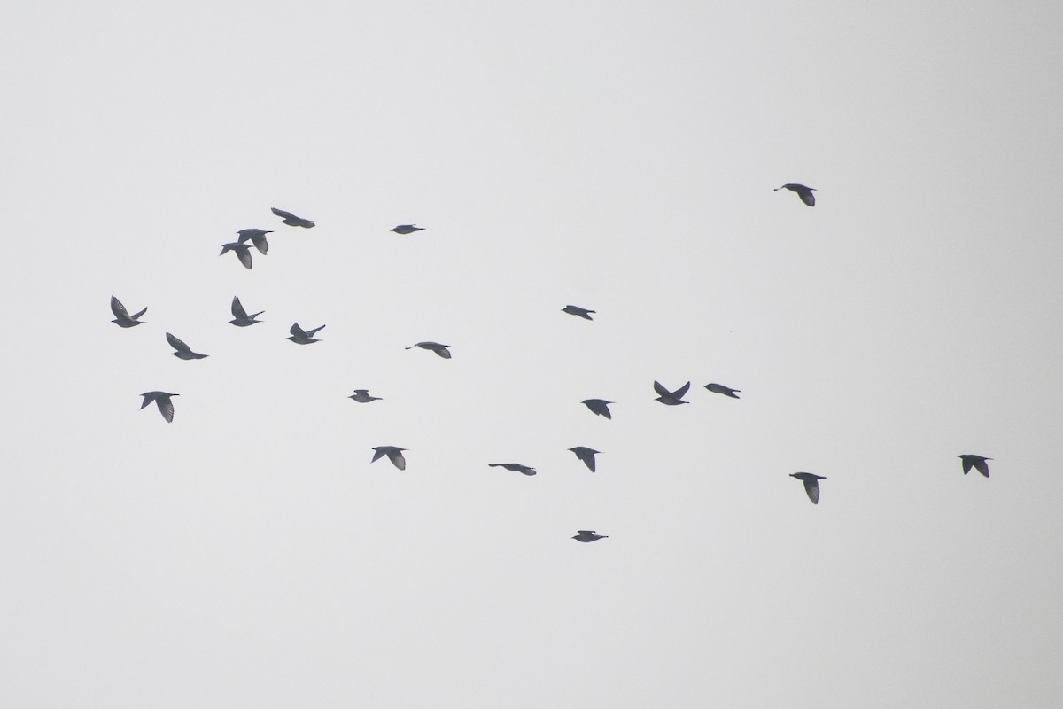 Graukopfstar - ML646501278