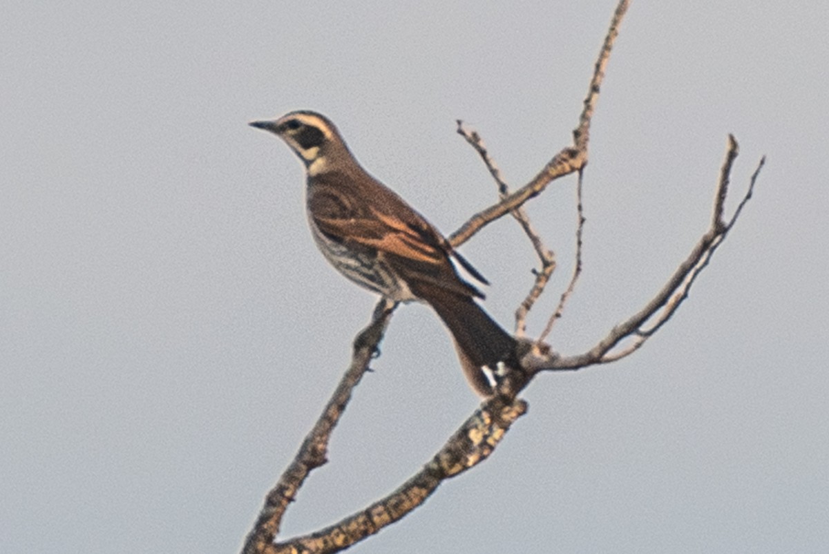 Rostflügeldrossel - ML646501279