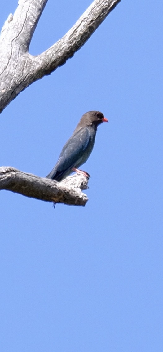 Türkisracke - ML646501280