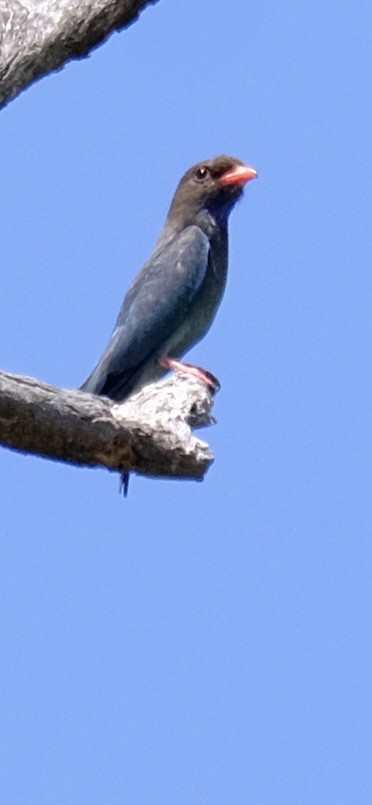 Türkisracke - ML646501281