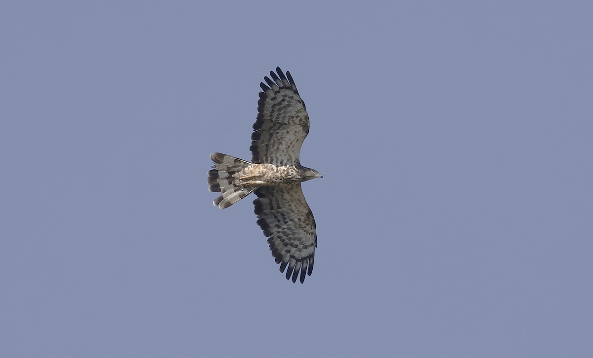 Schopfwespenbussard - ML646501282