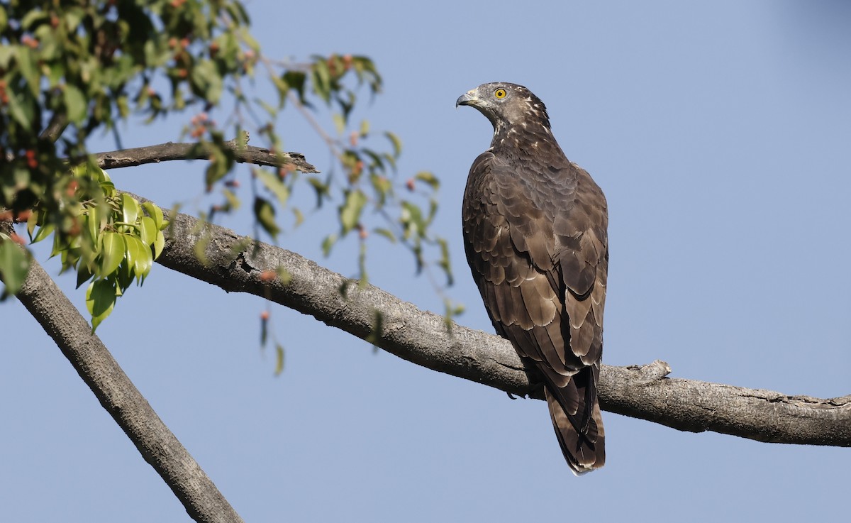 Schopfwespenbussard - ML646501283