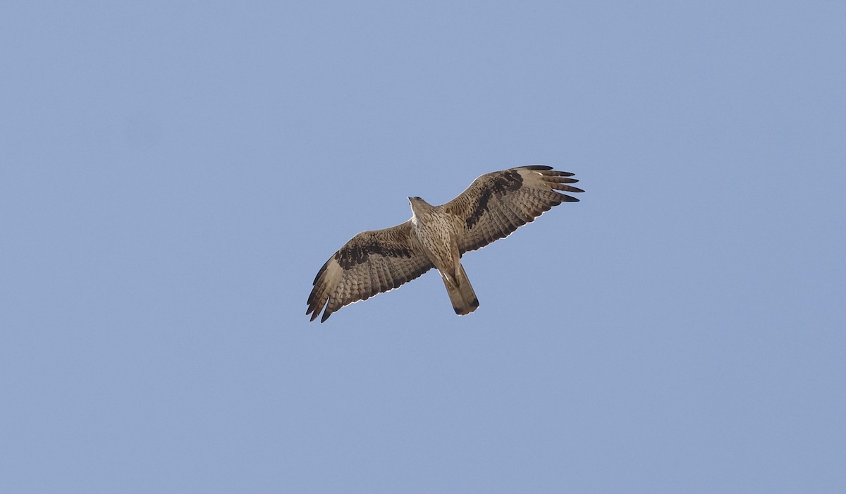 Habichtsadler - ML646501285