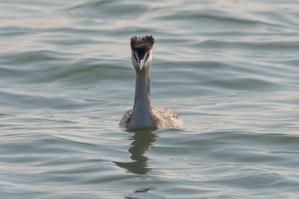 Haubentaucher - ML646501287