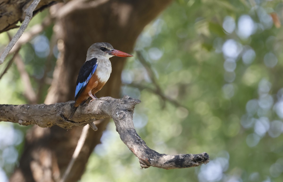 Graukopfliest - ML646501288