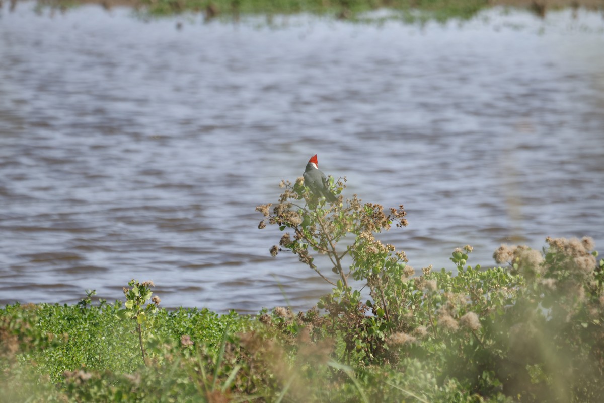 Rotschopftangare - ML646501289