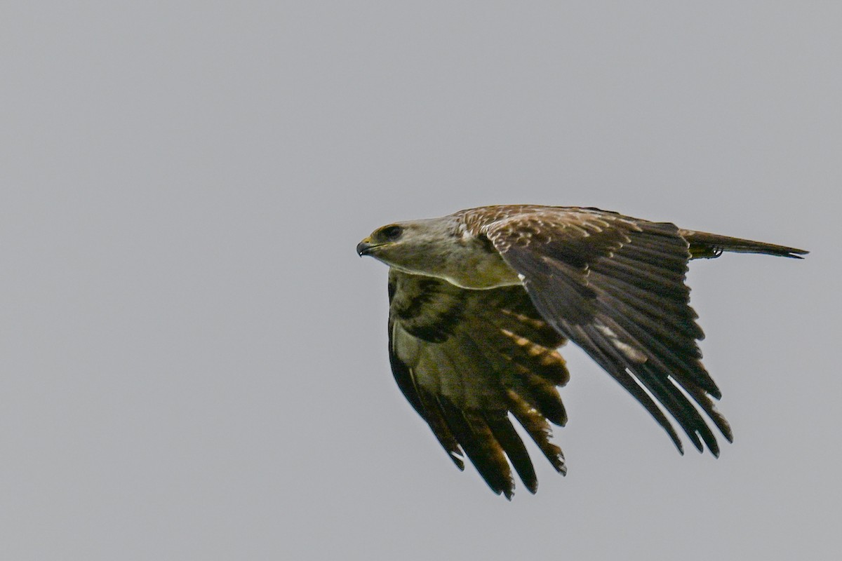 Silberadler - ML646501291