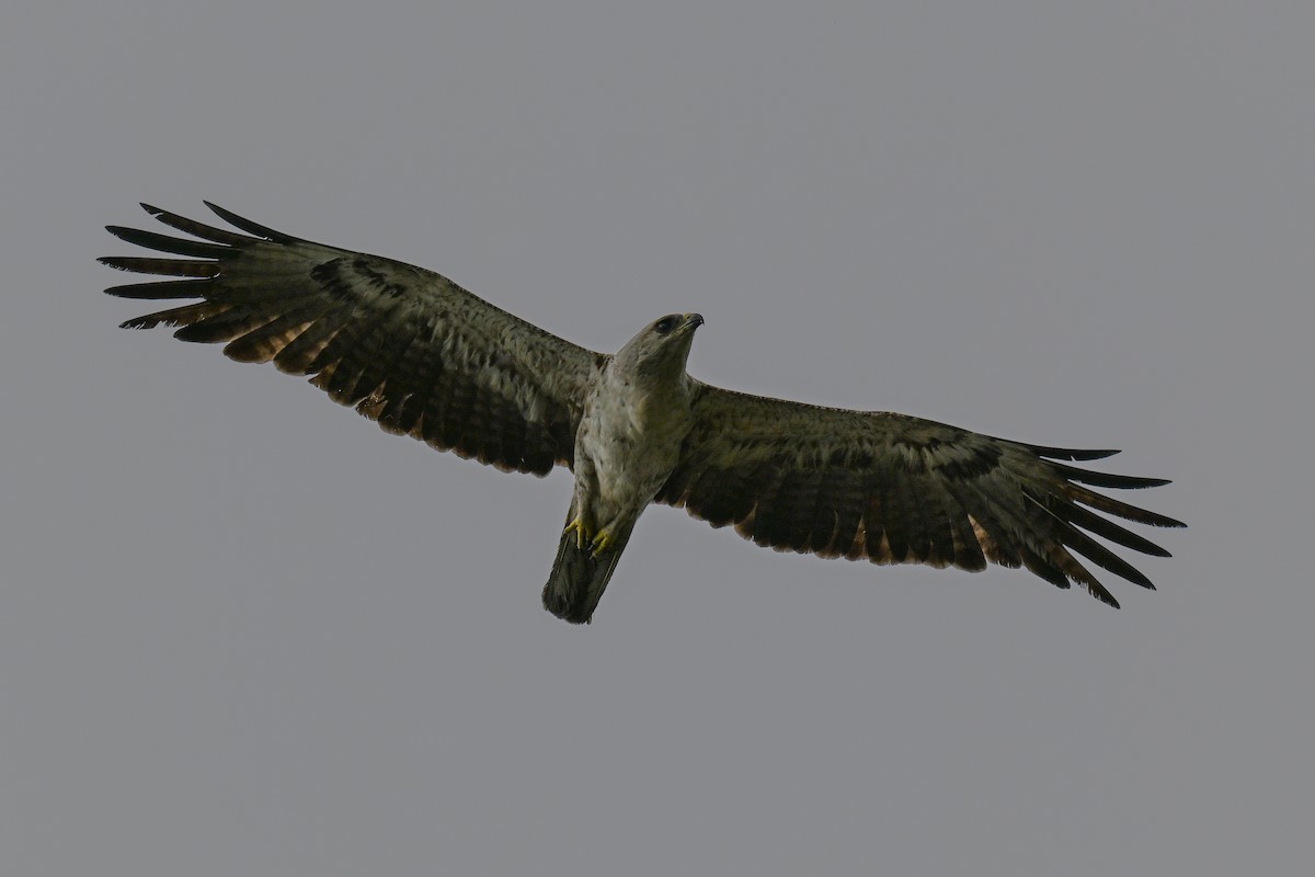 Silberadler - ML646501292