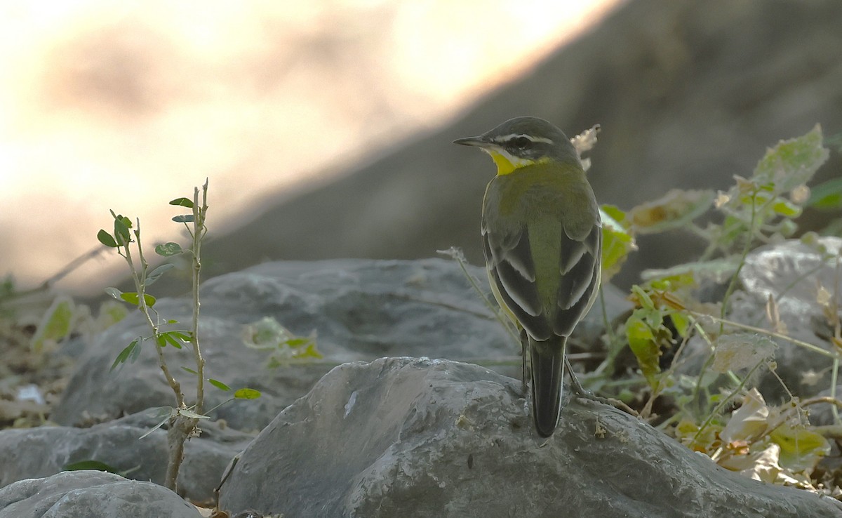 Schafstelze (Wiesen-/Steppenschafstelze) - ML646501293