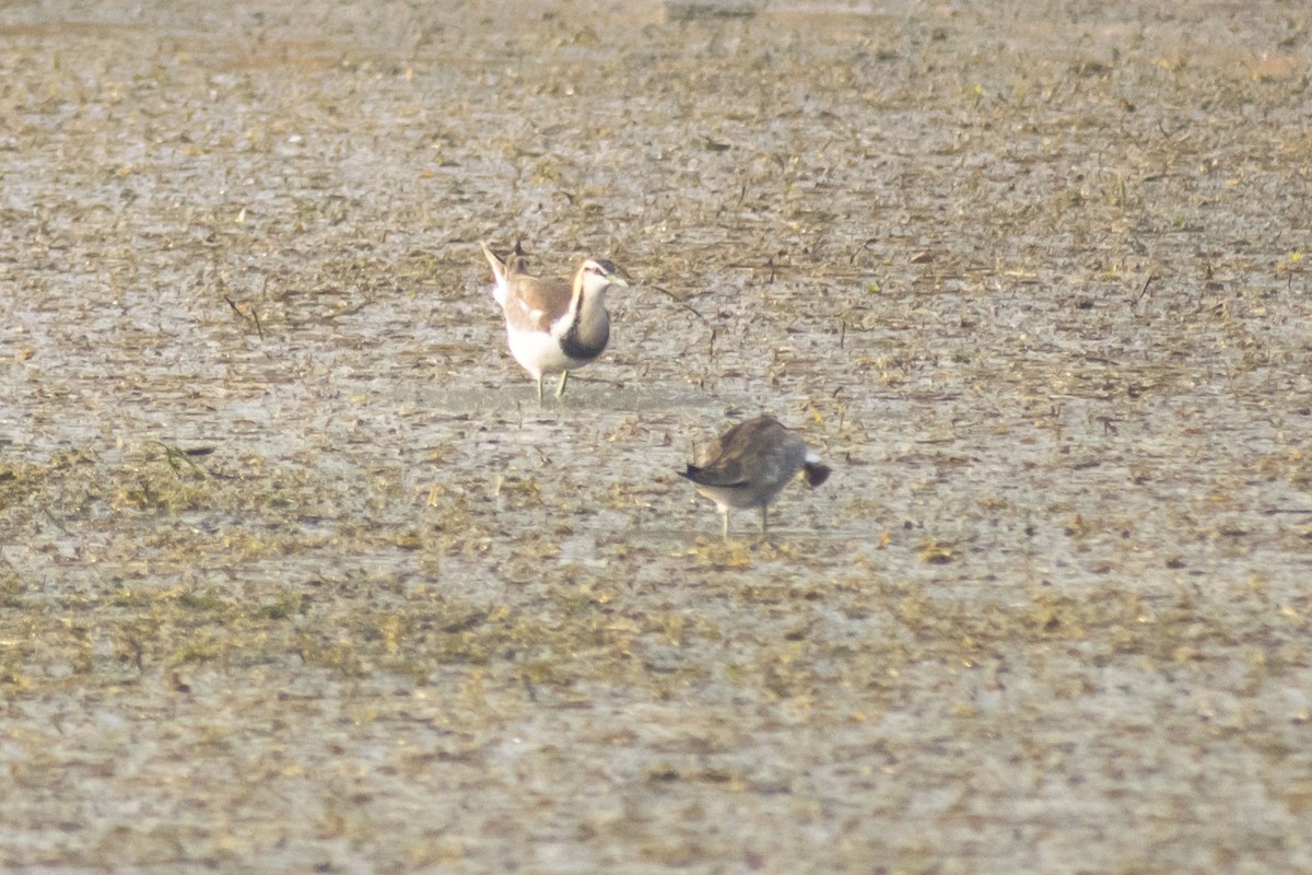 Fasanenblatthühnchen - ML646501294