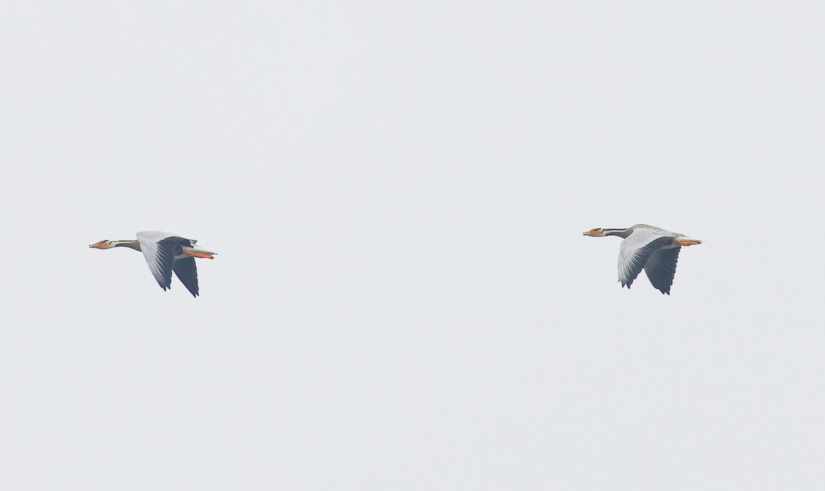 Bar-headed Goose - ML646501295