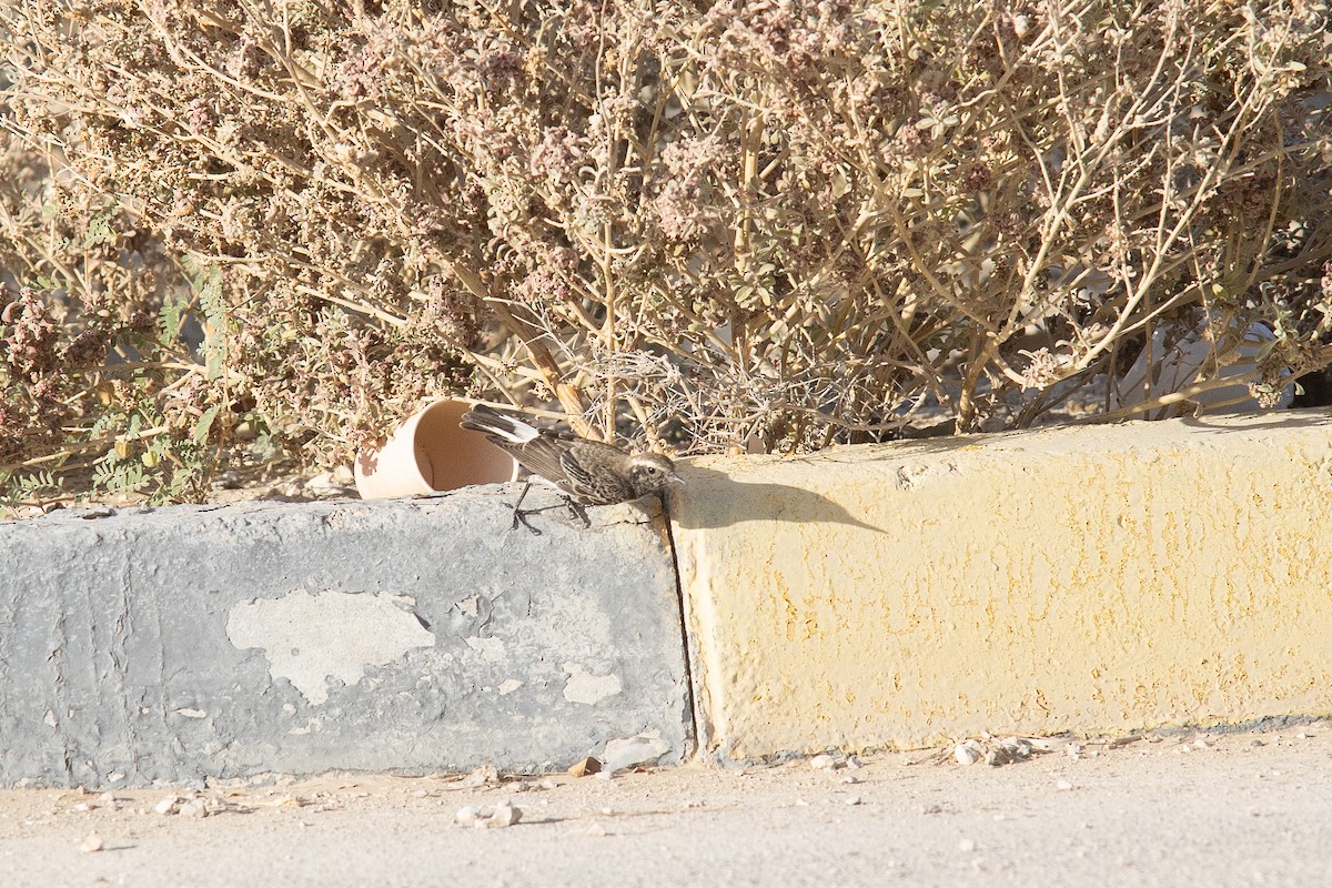 Nonnensteinschmätzer - ML646501296