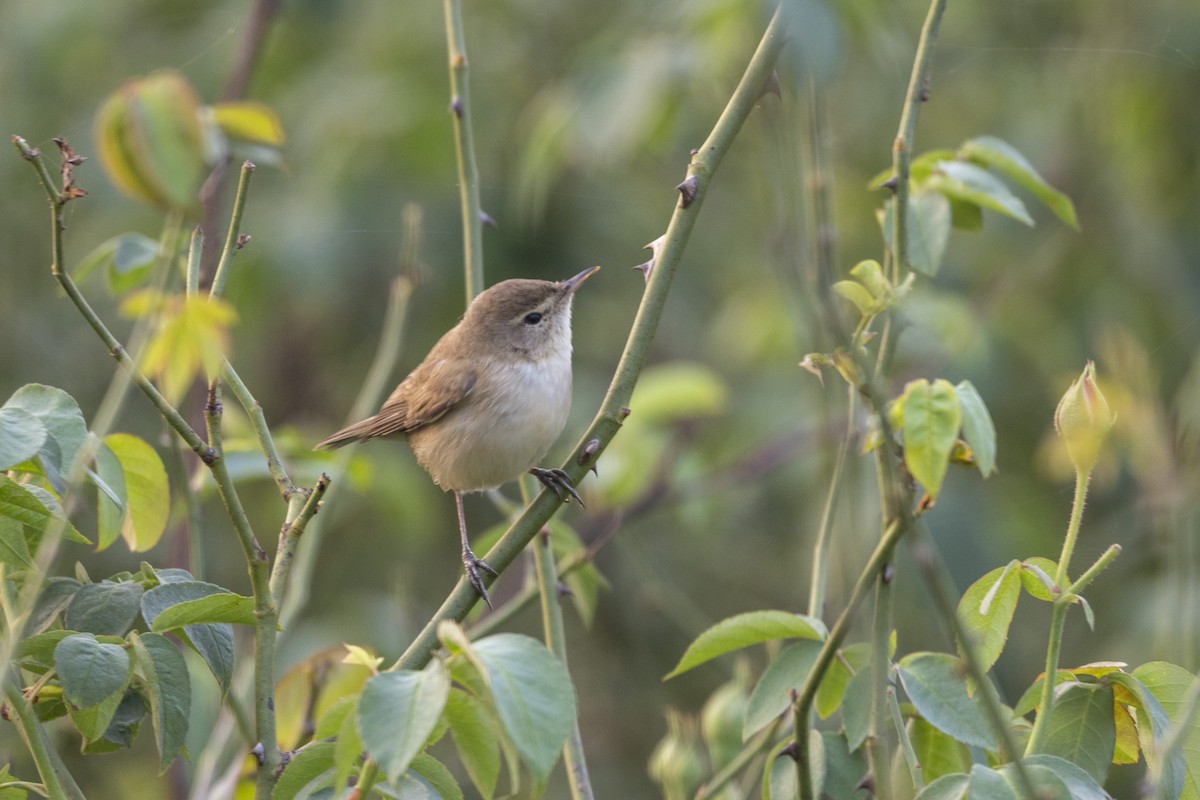 Buschrohrsänger - ML646501297