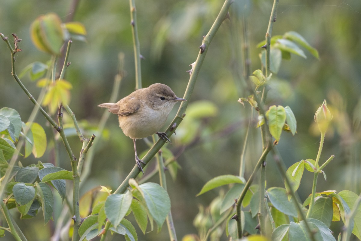 Buschrohrsänger - ML646501299