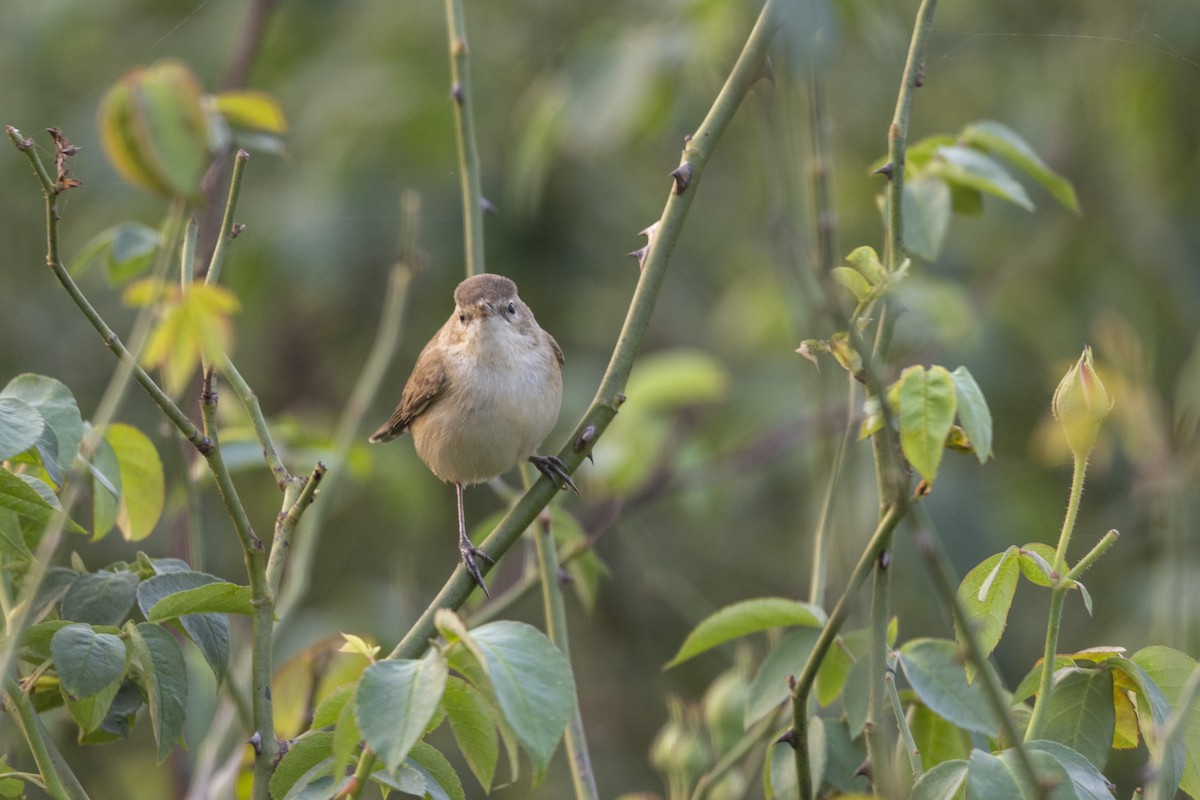 Buschrohrsänger - ML646501301