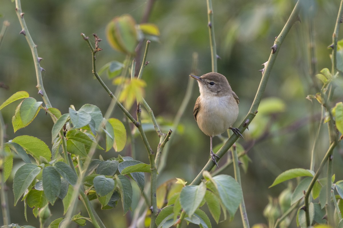 Buschrohrsänger - ML646501302