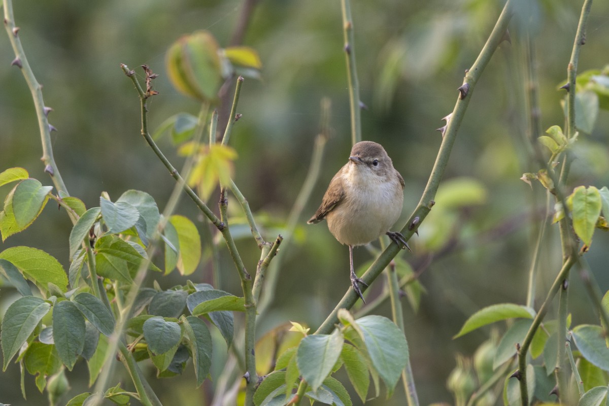 Buschrohrsänger - ML646501303