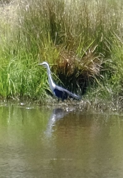 Weißhalsreiher - ML646501309