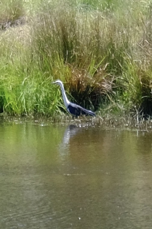 Weißhalsreiher - ML646501310