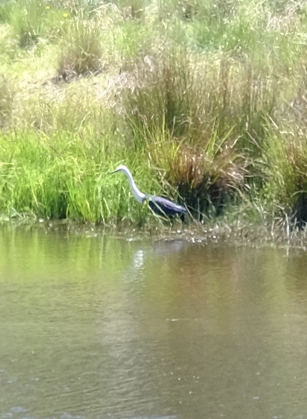 Weißhalsreiher - ML646501311