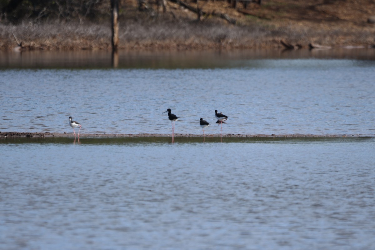 Schwarznacken-Stelzenläufer (knudseni) - ML646501312