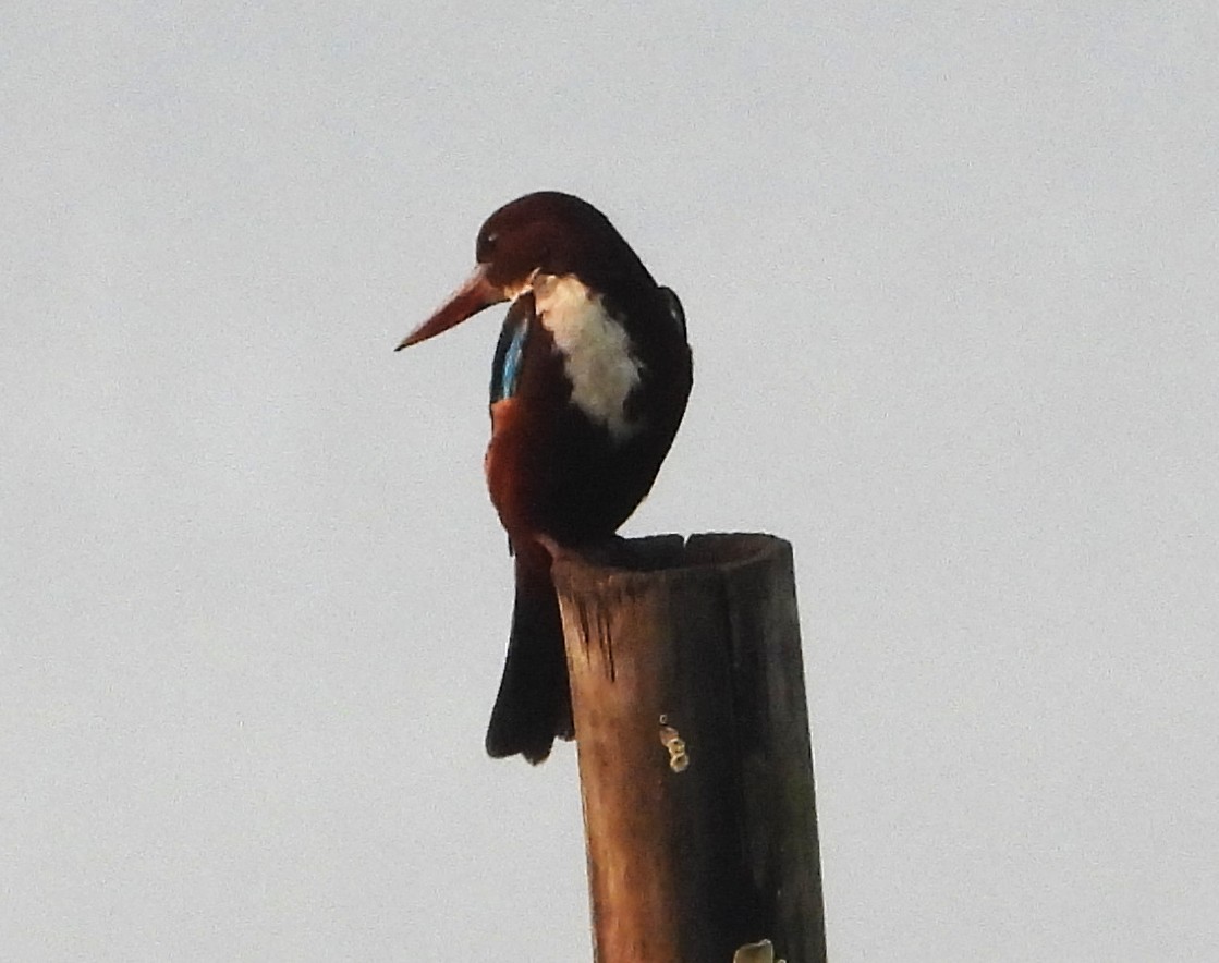 White-throated Kingfisher - ML646501314