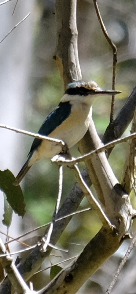 Sacred Kingfisher - ML646501316