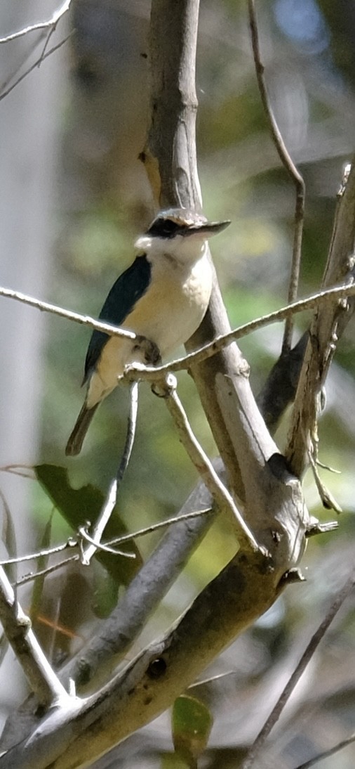 Sacred Kingfisher - ML646501317