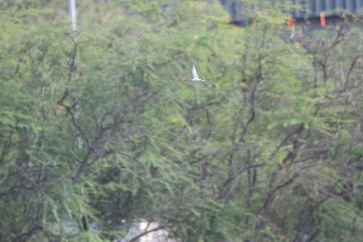 Least Tern - ML646501319