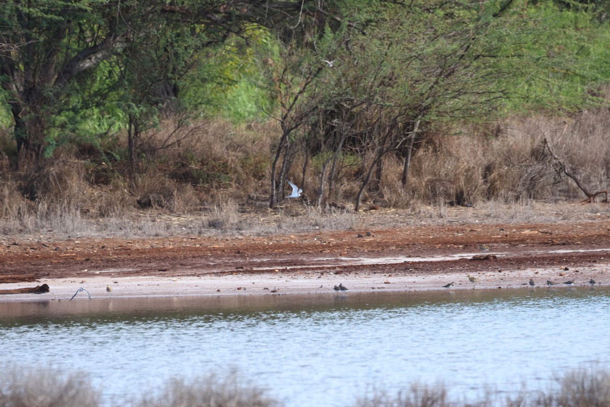 Least Tern - ML646501320