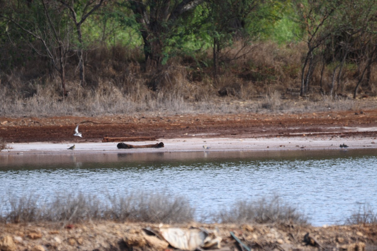 Least Tern - ML646501321