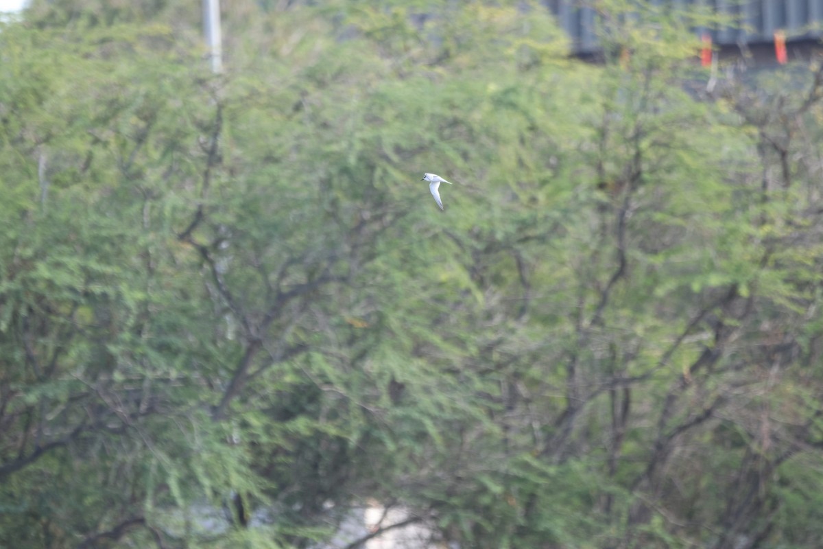 Least Tern - ML646501322