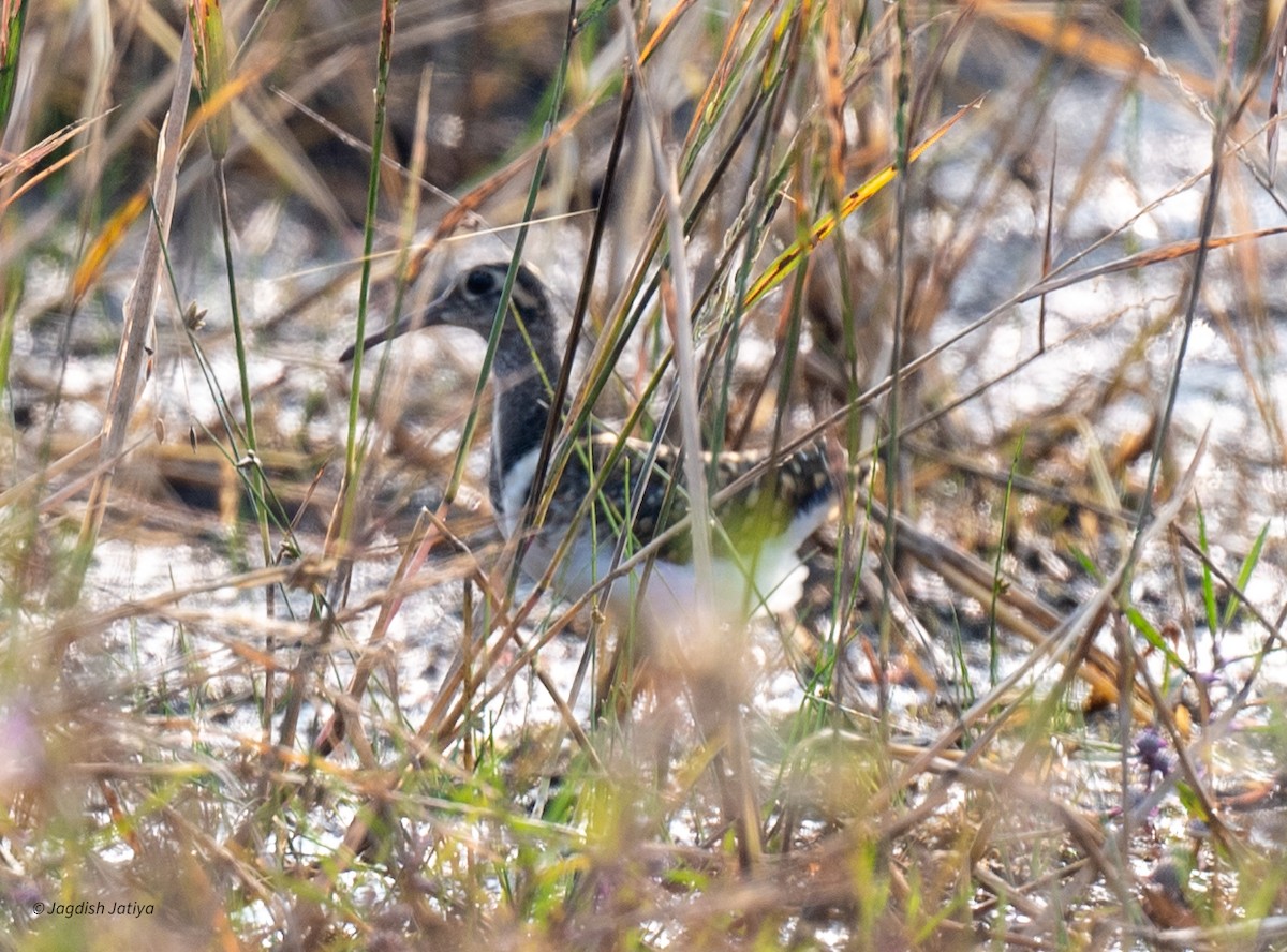 Greater Painted-Snipe - ML646501324