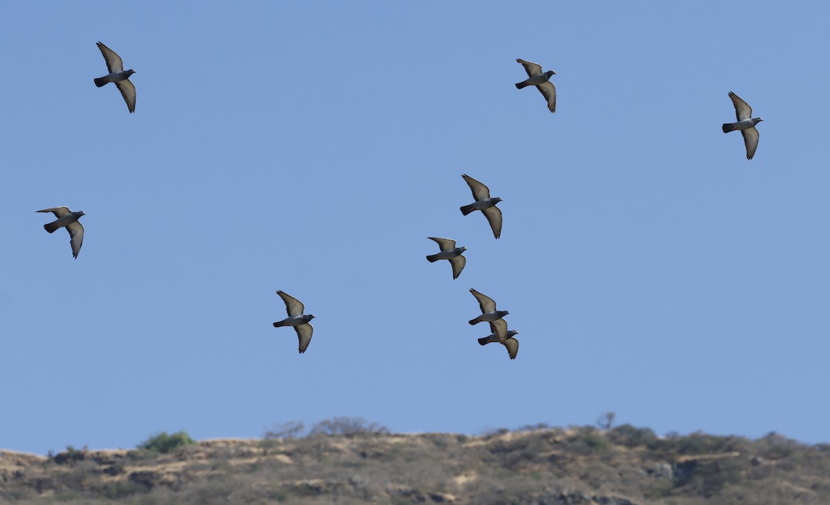 Kaya Güvercini (yabani tip) - ML646501325