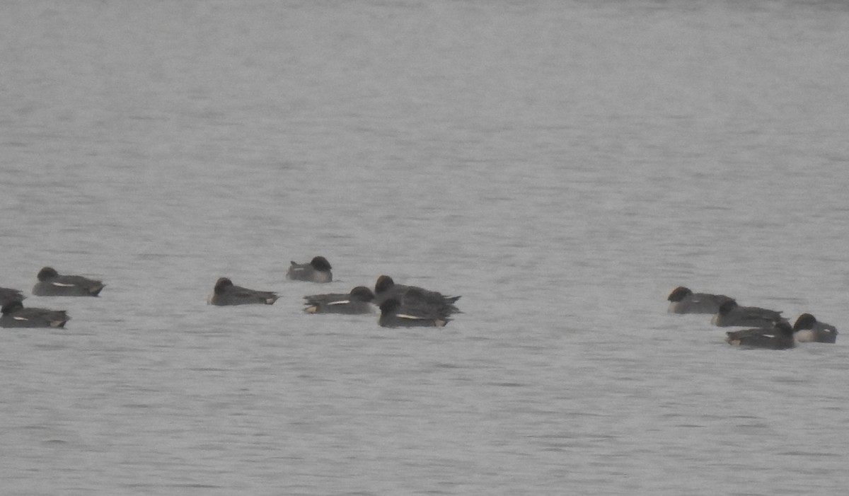 Green-winged Teal (Eurasian) - ML646501326