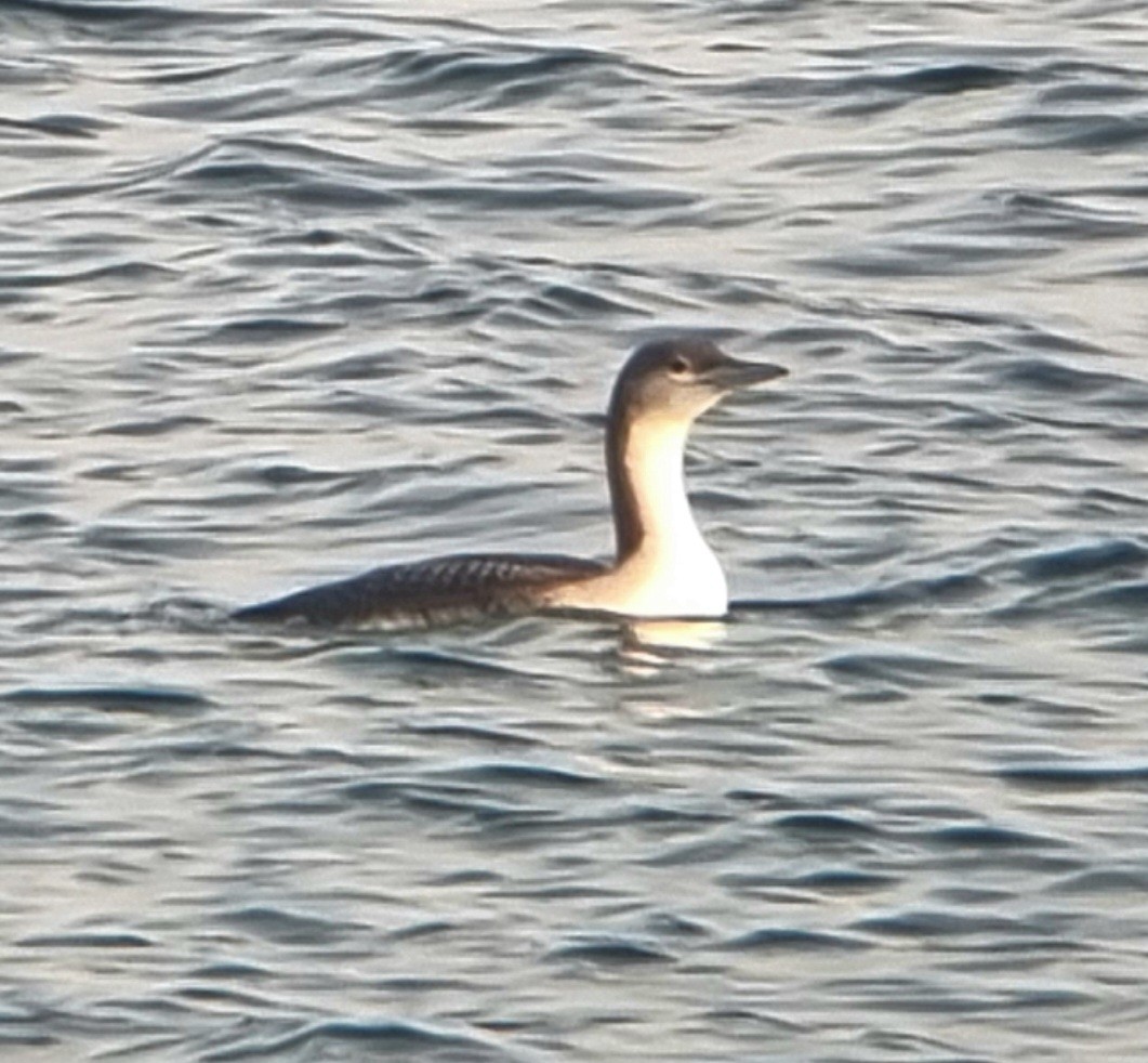 Red-throated Loon - ML646501328