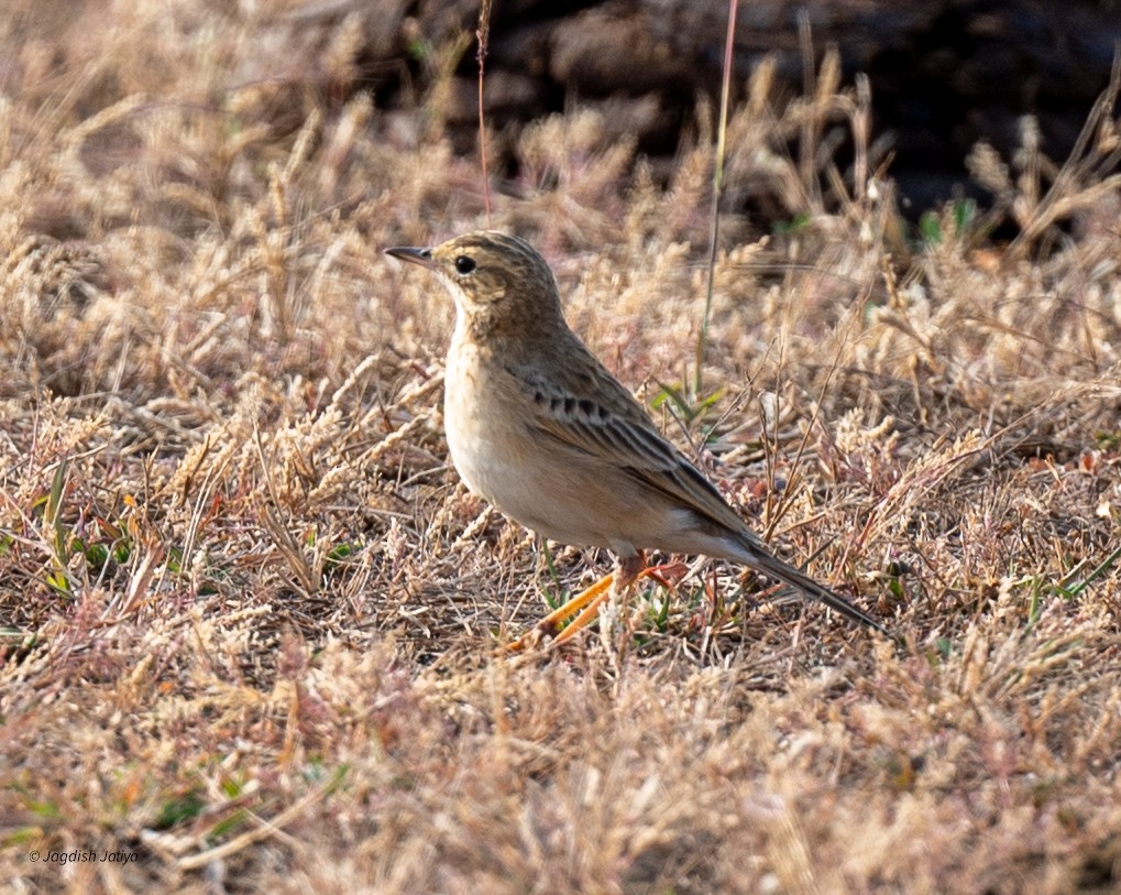 Blyth's Pipit - ML646501329