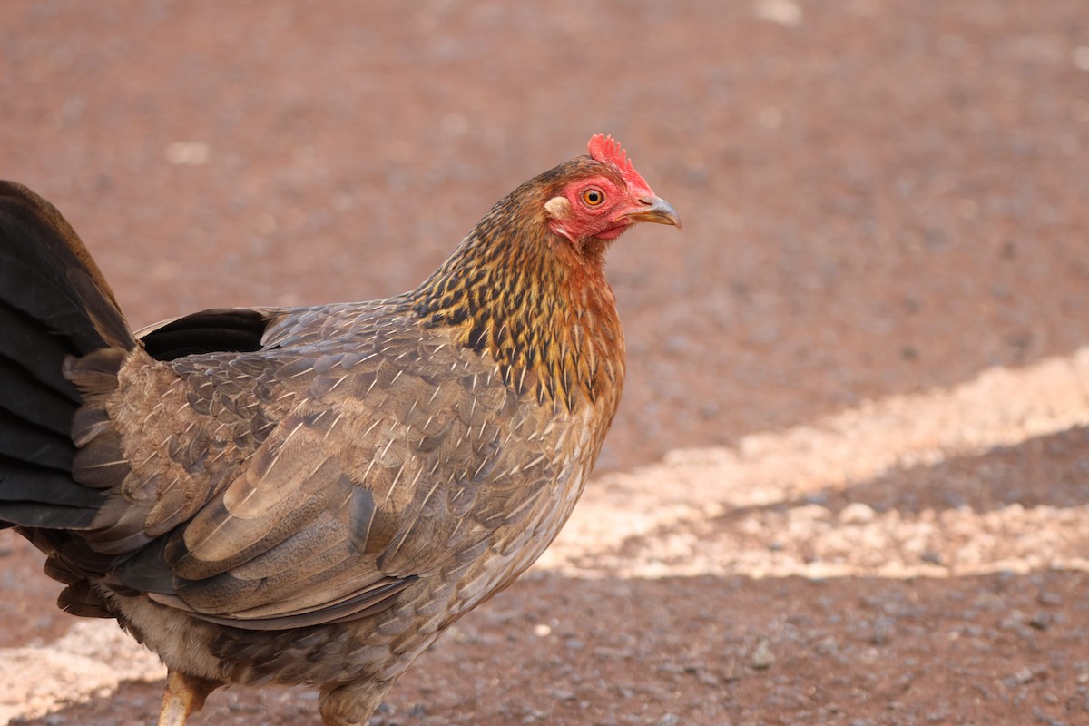 Red Junglefowl (Domestic type) - ML646501330