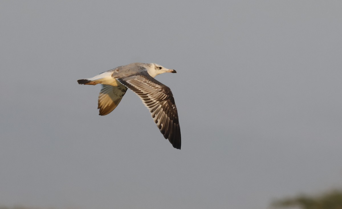 Pallas's Gull - ML646501337