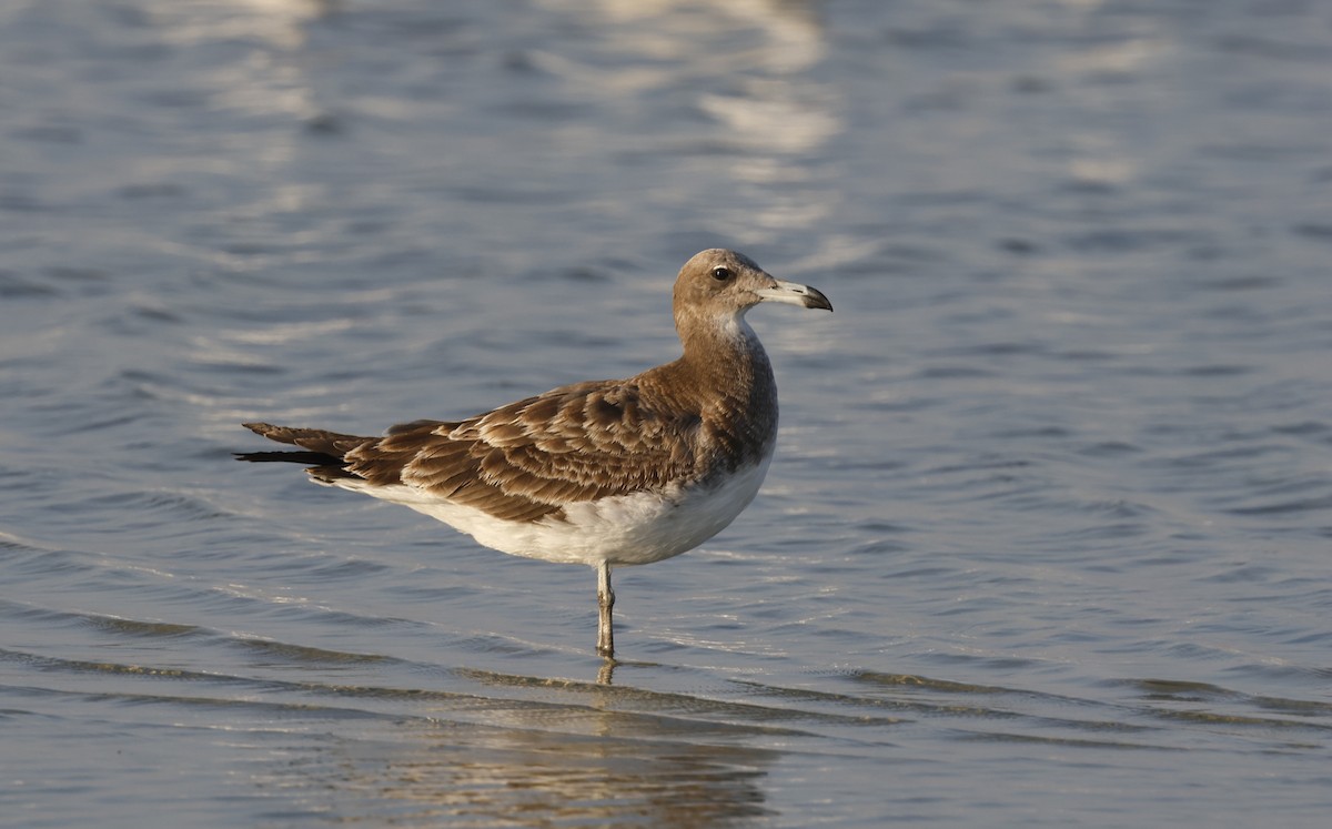 Sooty Gull - ML646501345