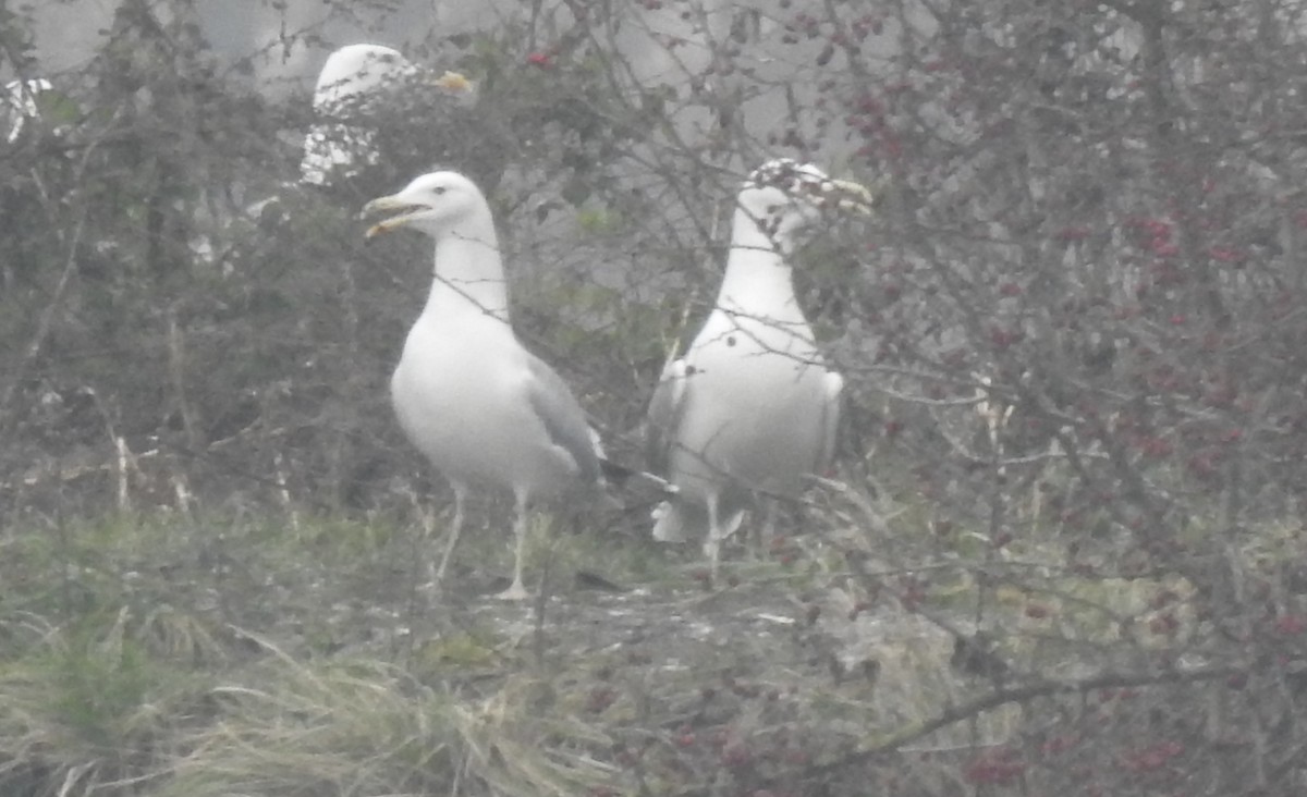 Caspian Gull - ML646501350