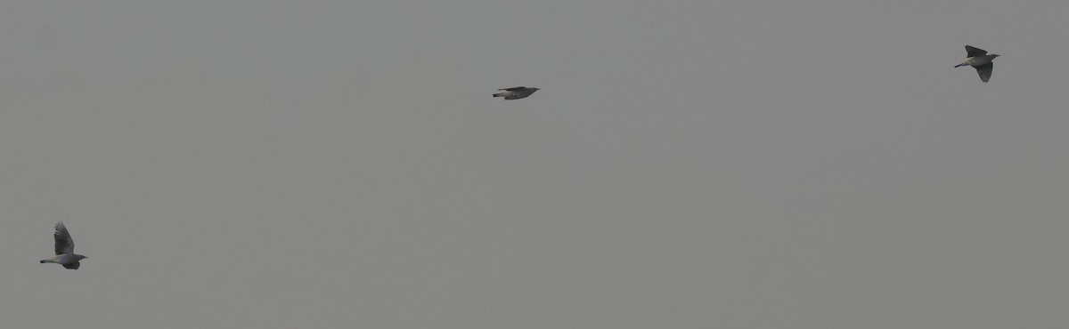 Wattled Starling - ML646501355