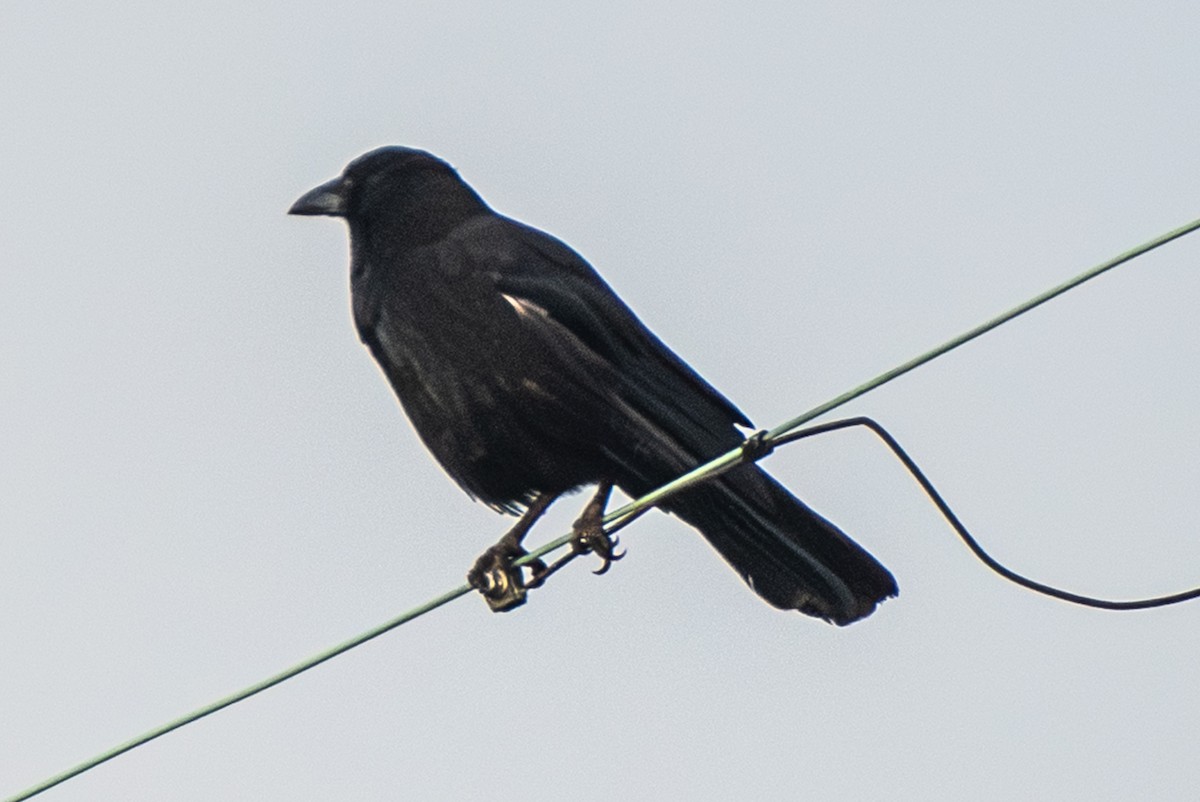 Corneille noire - ML646501368