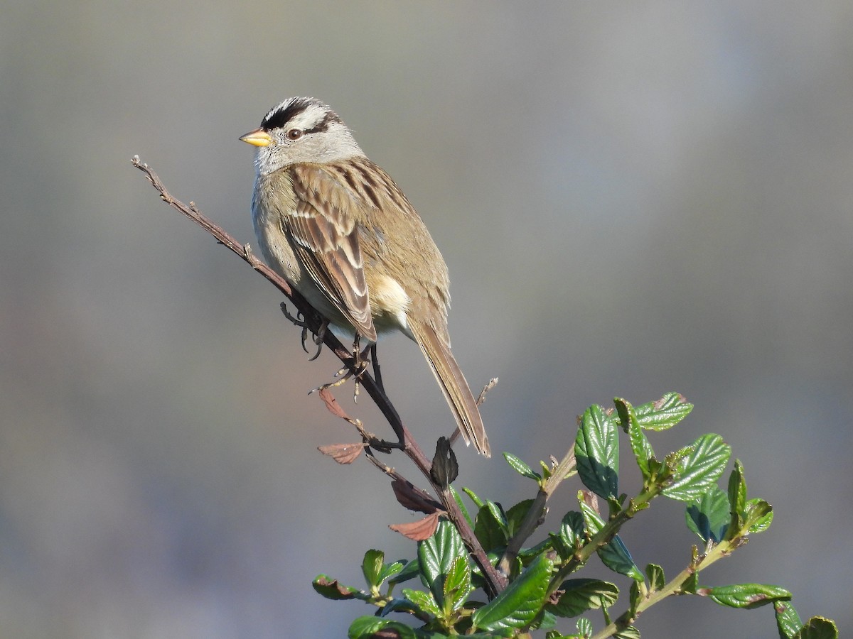 White-crowned Sparrow - ML646501369