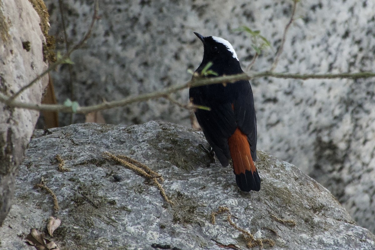 Rougequeue à calotte blanche - ML646501374