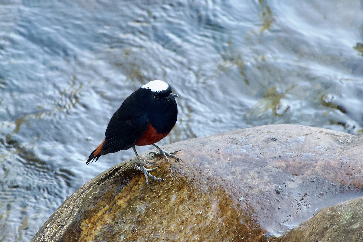 Rougequeue à calotte blanche - ML646501375