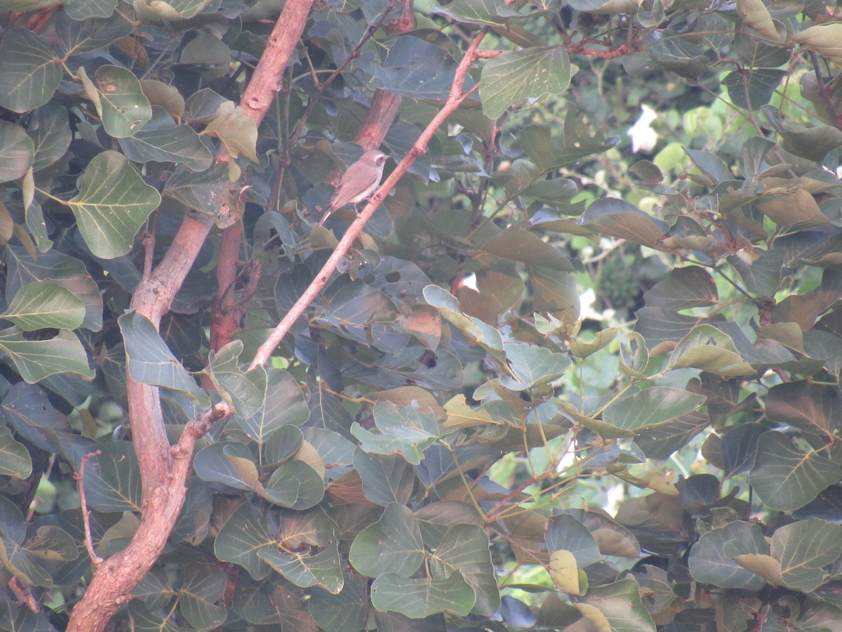 Common Woodshrike - ML646501376